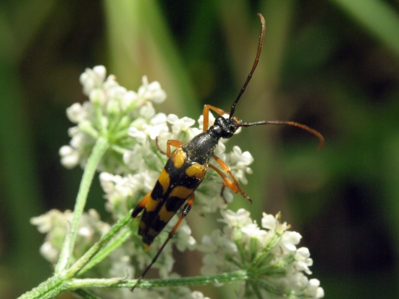 Strangalia attenuata (Linnaeus, 1758)